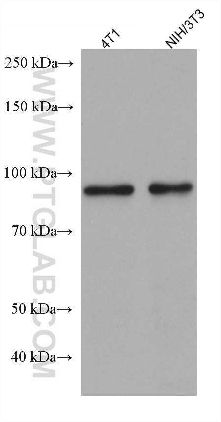 WB analysis using 67764-1-Ig