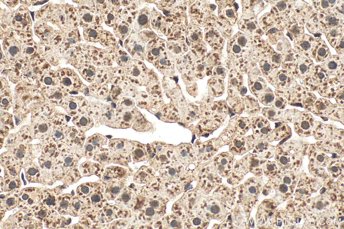 IHC staining of rat liver using 67884-1-Ig