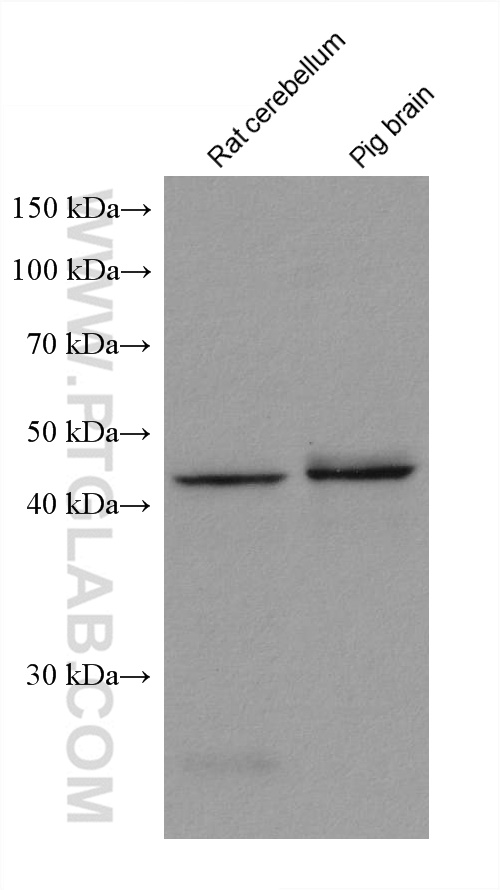 WB analysis using 67884-1-Ig