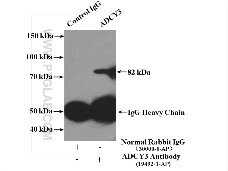 IP experiment of MDCK using 19492-1-AP