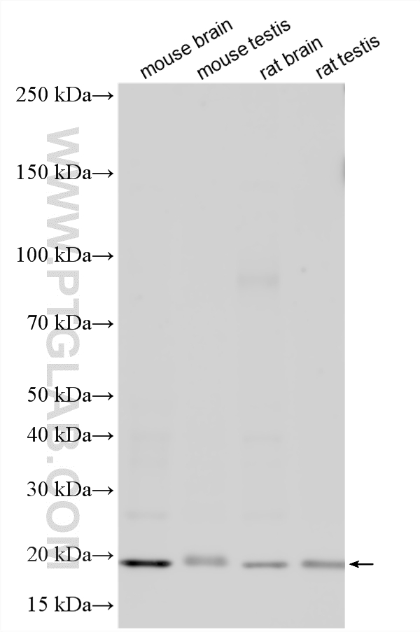 WB analysis using 18163-1-AP WB analysis using 18163-1-AP
