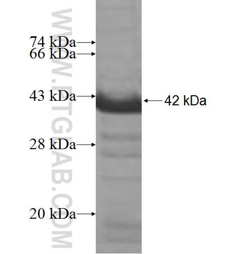 ADD2 fusion protein Ag6345 SDS-PAGE