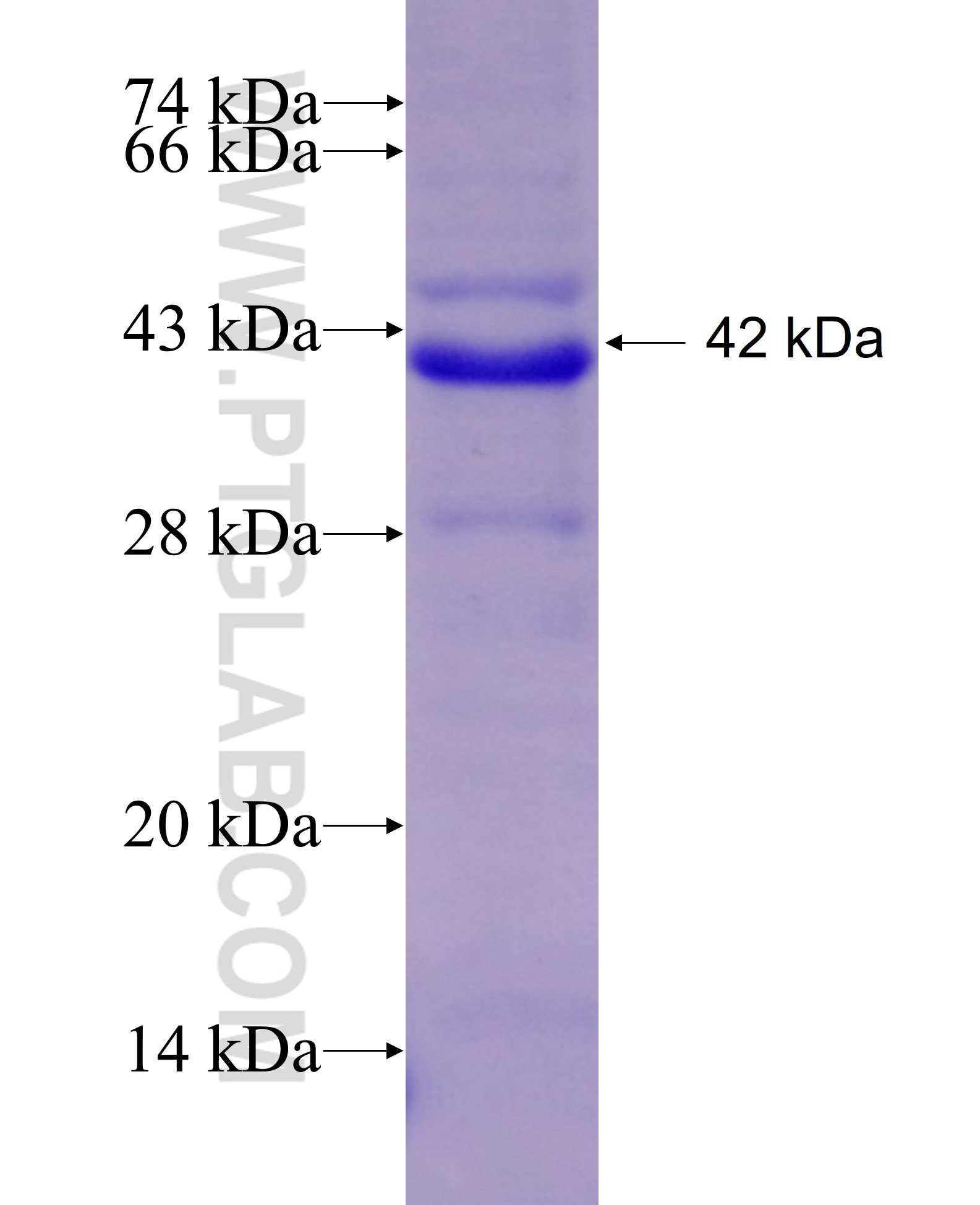 ADD2 fusion protein Ag6345 SDS-PAGE