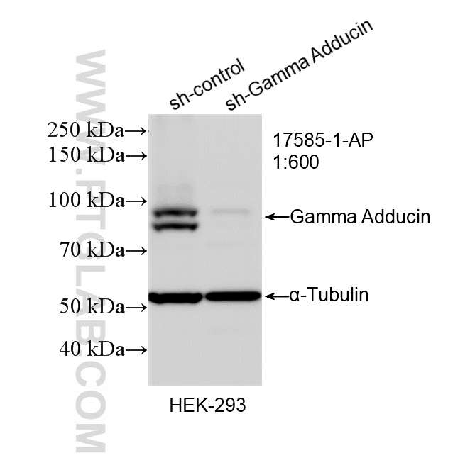 WB analysis of HEK-293 using 17585-1-AP WB analysis of HEK-293 using 17585-1-AP