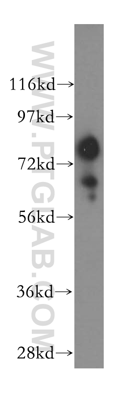 WB analysis of NIH/3T3 using 17585-1-AP