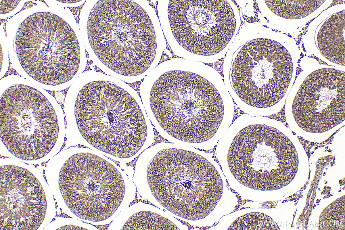 Immunohistochemical analysis of paraffin-embedded rat testis tissue slide using 31756-1-AP (C6orf103 antibody) at dilution of 1:100 (under 10x lens). Heat mediated antigen retrieval with Tris-EDTA buffer (pH 9.0). IHC staining of rat testis using 31756-1-AP