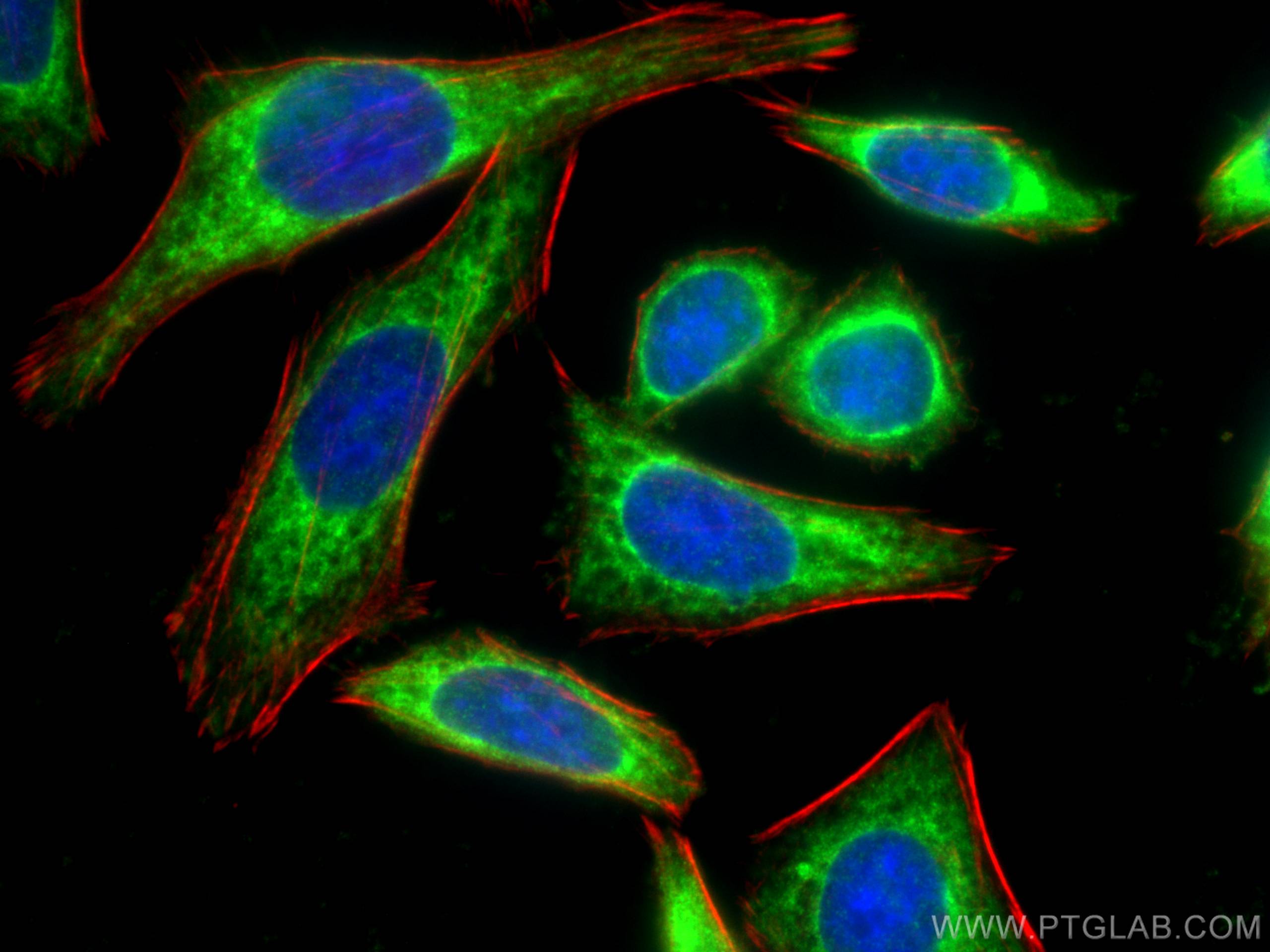 IF Staining of HepG2 using 66939-1-Ig