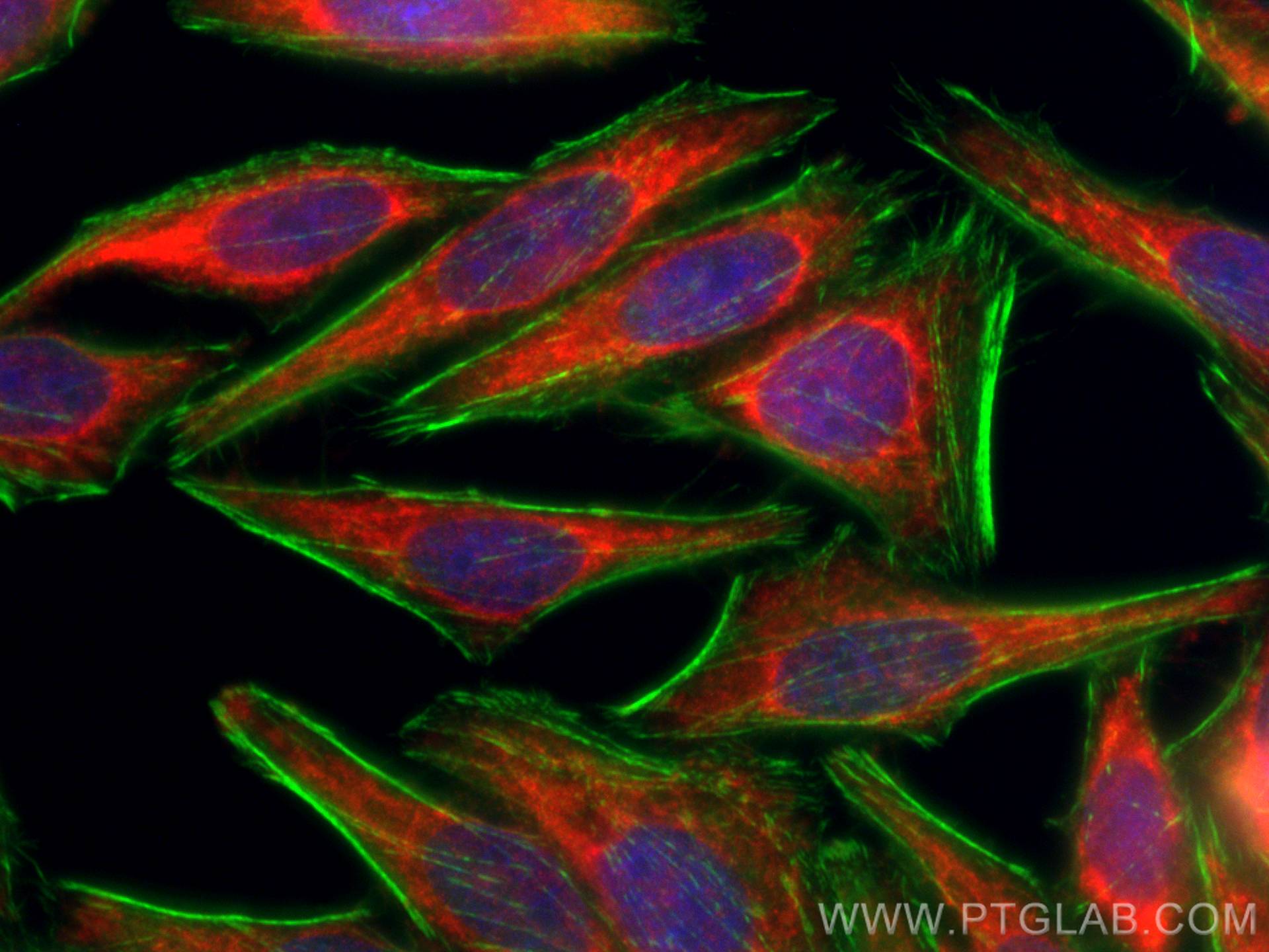 IF Staining of HepG2 using CL594-66939