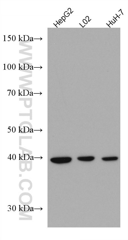WB analysis using 67303-1-Ig