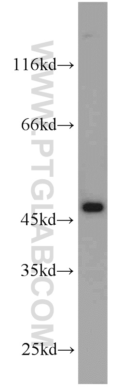 ADH7 Polyclonal antibody