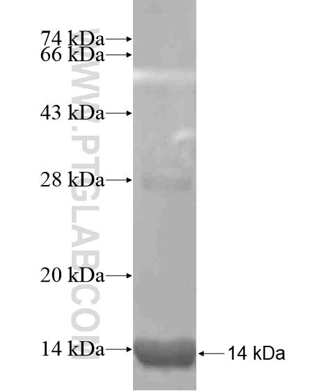 ADH7 fusion protein Ag19340 SDS-PAGE
