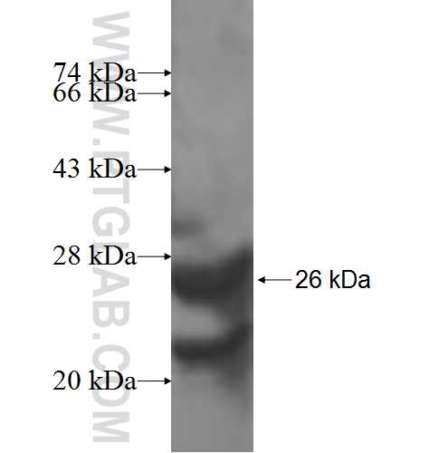 ADI1 fusion protein Ag7303 SDS-PAGE ADI1 fusion protein Ag7303 SDS-PAGE