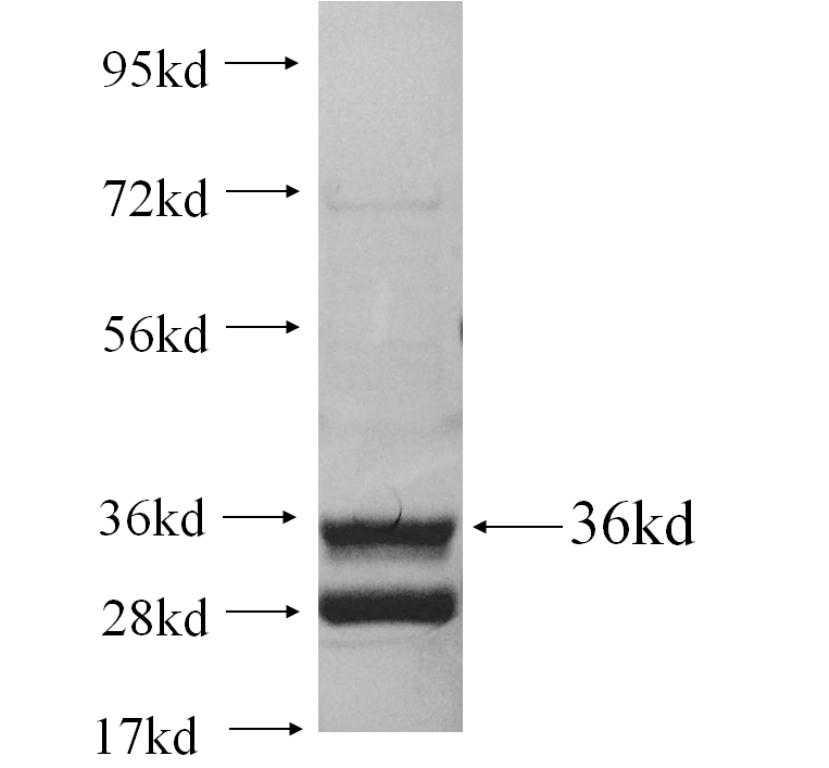 ADIG fusion protein Ag10910 SDS-PAGE