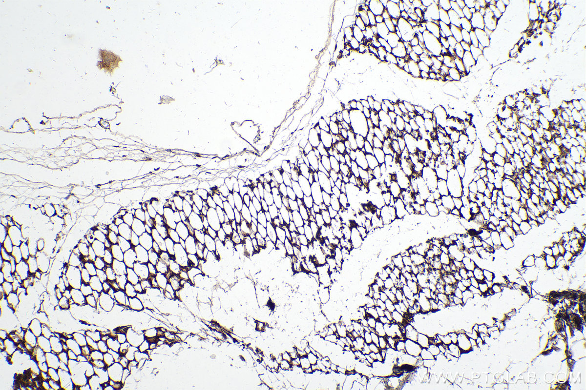 IHC staining of mouse skeletal muscle using 66239-1-Ig