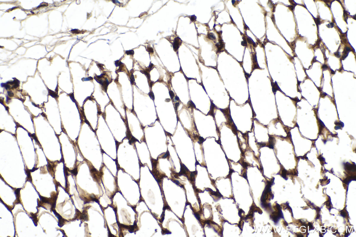 IHC staining of mouse skeletal muscle using 66239-1-Ig