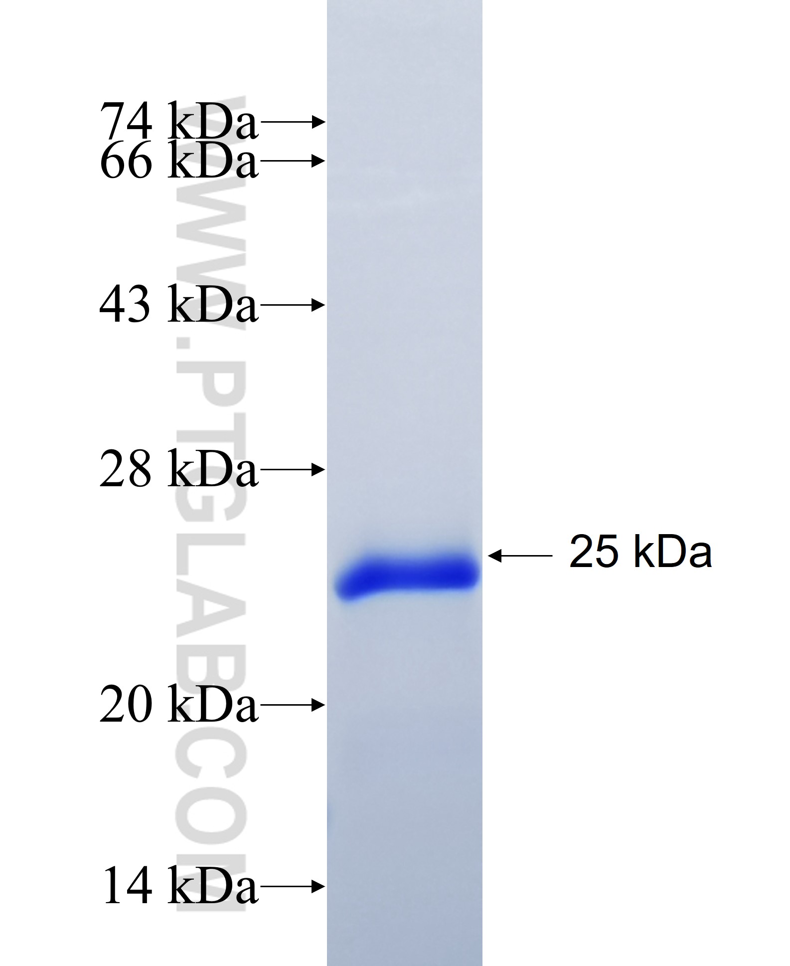 ADIPOR2 fusion protein Ag30116 SDS-PAGE