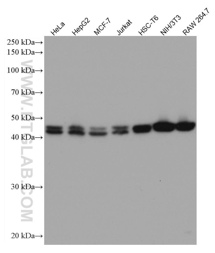 WB analysis using 66929-1-Ig