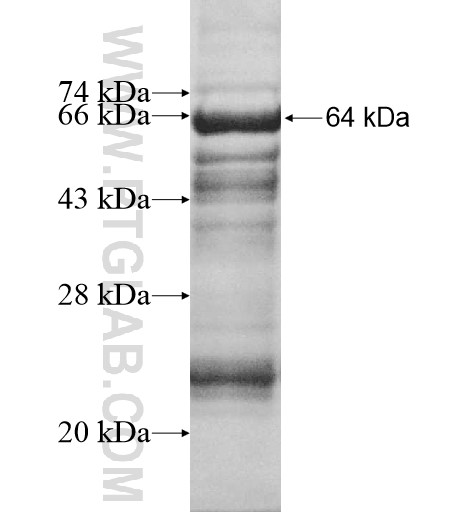 ADNP2 fusion protein Ag12327 SDS-PAGE