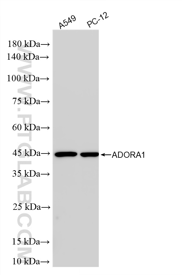 WB analysis using 85779-1-RR (same clone as 85779-1-PBS)