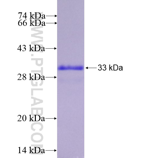 ADORA1 fusion protein Ag14092 SDS-PAGE
