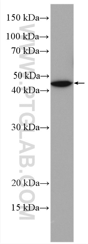 WB analysis of mouse brain using 51092-1-AP