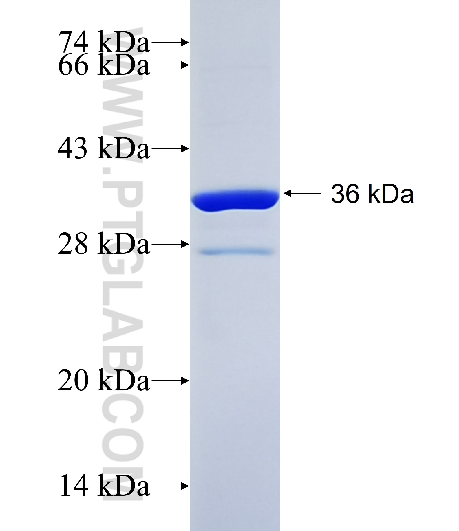 ADORA2A fusion protein Ag34846 SDS-PAGE