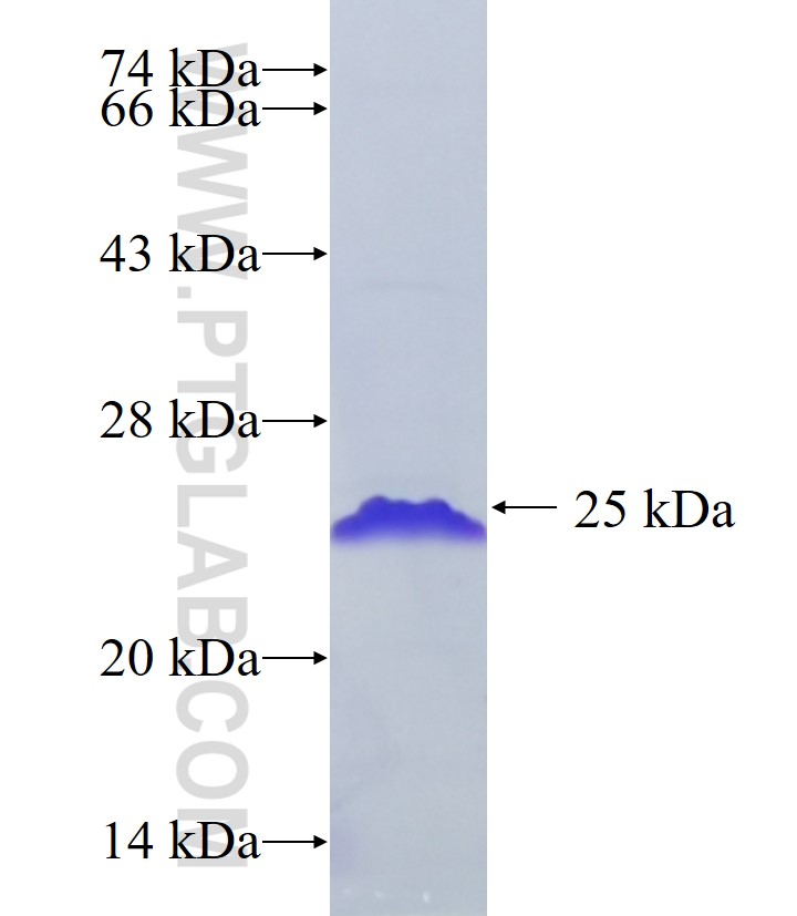 ADORA2A fusion protein Ag35458 SDS-PAGE