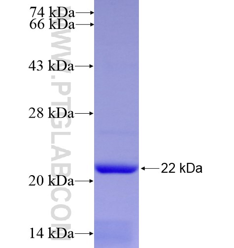 ADORA2A fusion protein Ag11626 SDS-PAGE