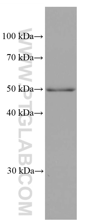 WB analysis of human placenta using 68034-1-Ig