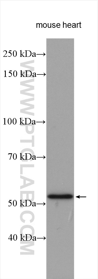 WB analysis using 19777-1-AP