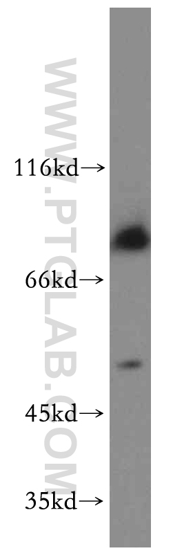 ADRA1A-Specific Polyclonal antibody