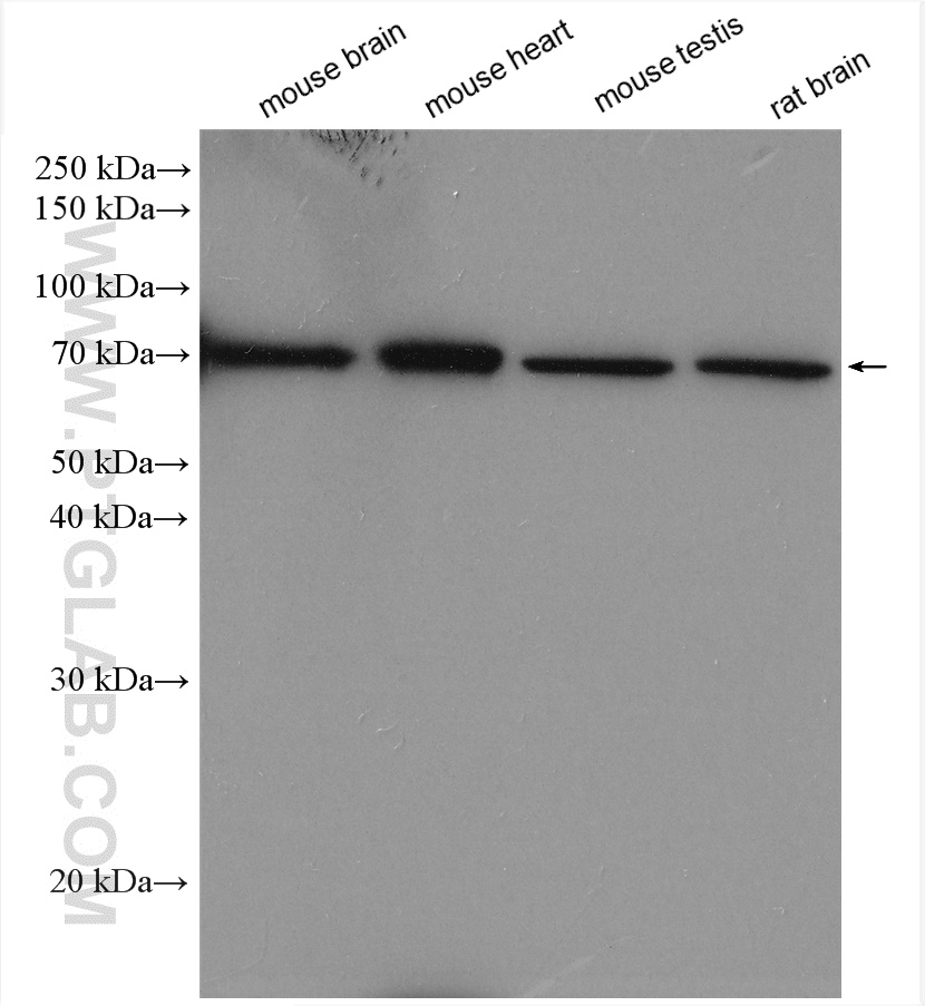 WB analysis using 22419-1-AP