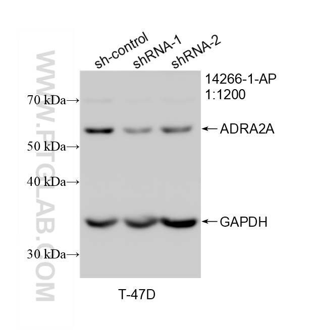 WB analysis of T-47D using 14266-1-AP