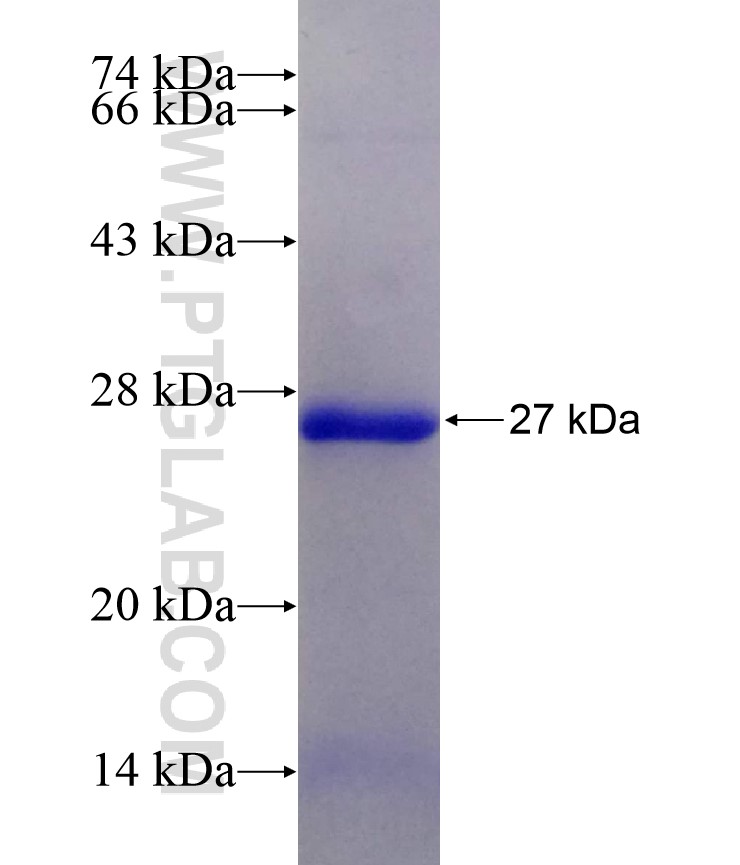 ADRA2A fusion protein Ag5725 SDS-PAGE