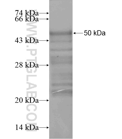 ADRA2B fusion protein Ag19787 SDS-PAGE