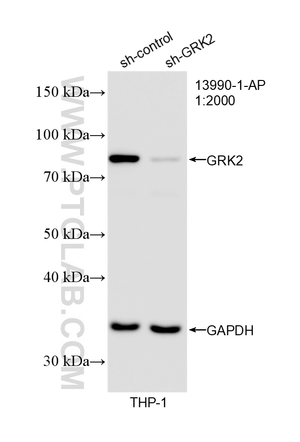 WB analysis of THP-1 using 13990-1-AP