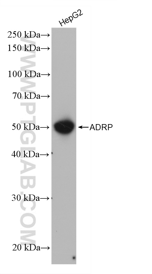 WB analysis using 80362-2-RR (same clone as 80362-2-PBS)