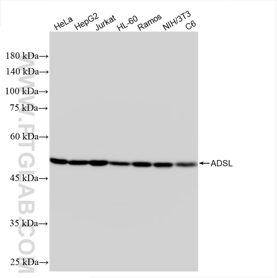 WB analysis using 86131-2-RR (same clone as 86131-2-PBS)