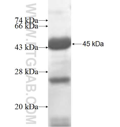 ADSL fusion protein Ag7317 SDS-PAGE