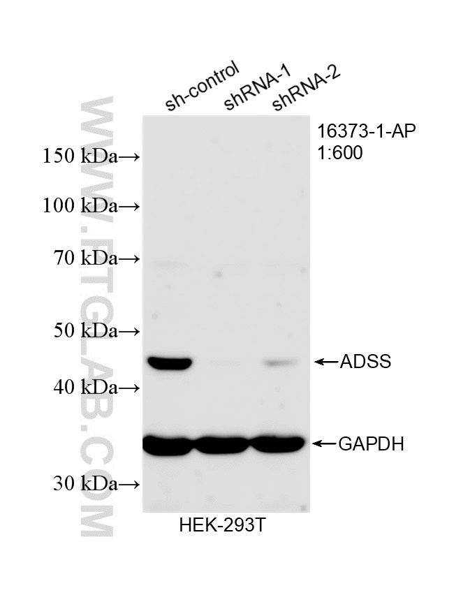 WB analysis of HEK-293 using 16373-1-AP WB analysis of HEK-293 using 16373-1-AP