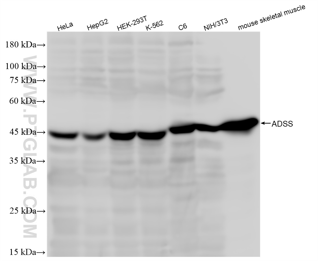 WB analysis using 85056-3-RR (same clone as 85056-3-PBS)
