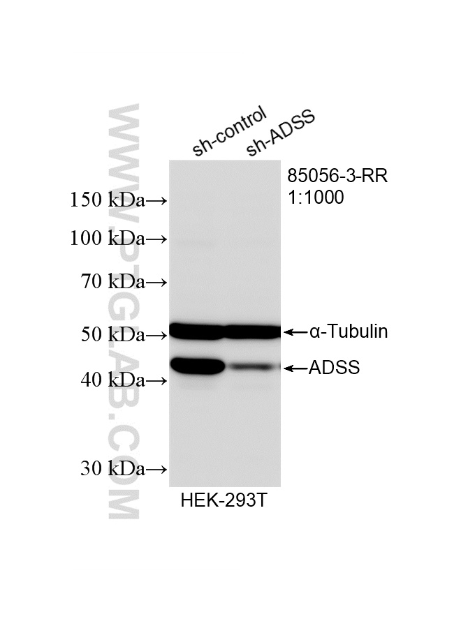 WB analysis of HEK-293 using 85056-3-RR (same clone as 85056-3-PBS) WB analysis of HEK-293 using 85056-3-RR (same clone as 85056-3-PBS)