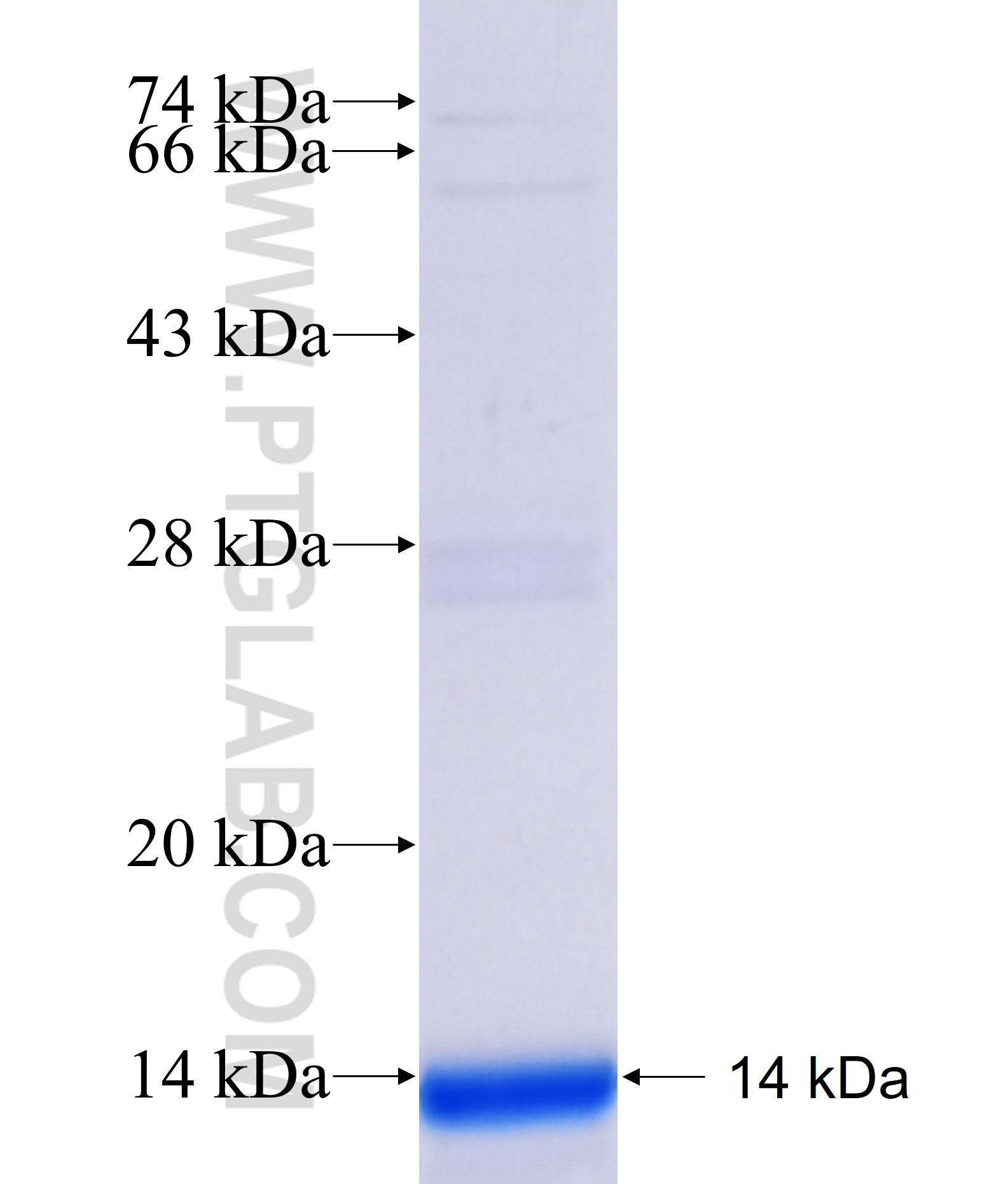 ADSSL1 fusion protein Ag40812 SDS-PAGE ADSSL1 fusion protein Ag40812 SDS-PAGE