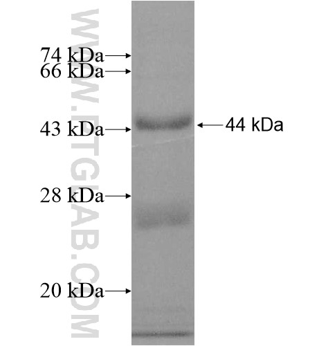 ADSSL1 fusion protein Ag11632 SDS-PAGE ADSSL1 fusion protein Ag11632 SDS-PAGE