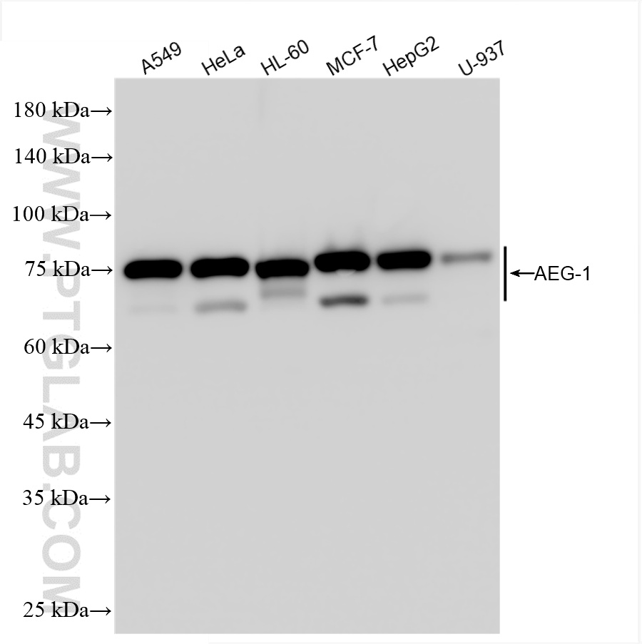 WB analysis using 84686-4-RR