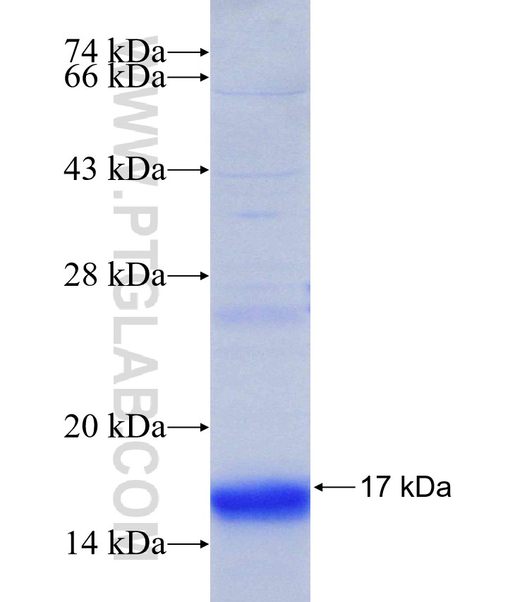 AES fusion protein Ag31320 SDS-PAGE