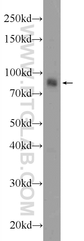 WB analysis of COS-7 using 23909-1-AP