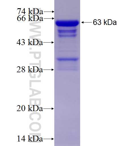 AFF4 fusion protein Ag6336 SDS-PAGE
