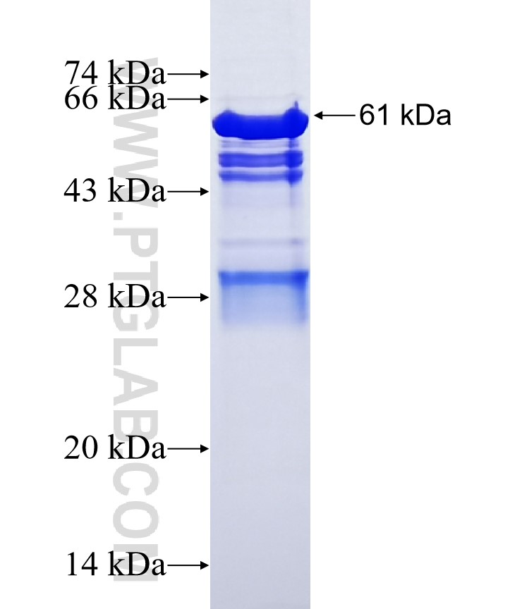 AFF4 fusion protein Ag6336 SDS-PAGE