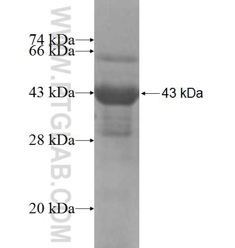 AFF4 fusion protein Ag6476 SDS-PAGE AFF4 fusion protein Ag6476 SDS-PAGE